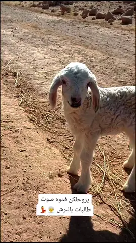 مجرد مقطع للبرش طلع المقطع من وادي حوران لعيون طلاب وطالبات 🤣👳‍♀️💃