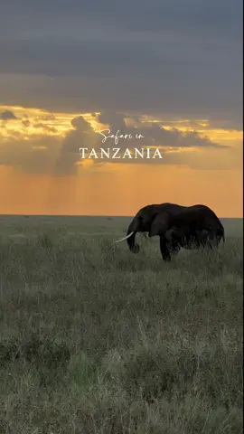 A Tanzanian safari and Zanzibar beach holiday combines wildlife adventures in national parks like the Serengeti and Ngorongoro Crater with relaxation on Zanzibar's tropical beaches. Most trips last 7 to 14 days, with safaris typically lasting 4-6 days followed by 3-5 days on the island, though durations vary by package. Activities can include game drives, cultural experiences, snorkeling, scuba diving, and exploring Stone Town, with costs dependent on accommodation, transportation, and travel season. Comment “SAFARI” to get access to all packages we have at reasonable prices  #zanzibar #tiktok #creatorsearchinsight #serengeti #Tanzaniabushandbeach 