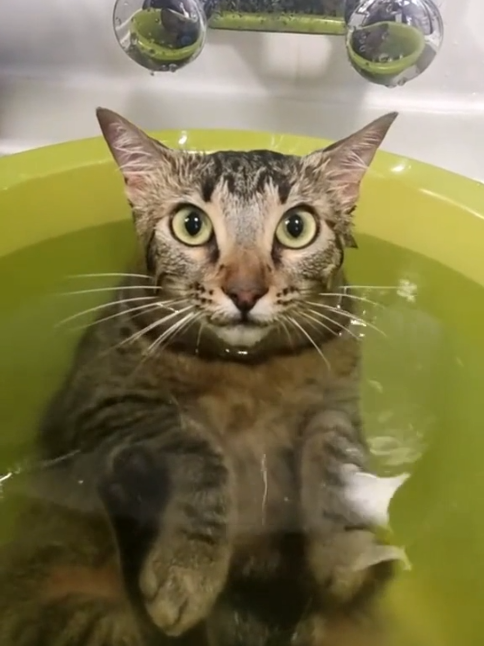I think my cat is broken... Error 404 #cat #cats #funny #catsoftiktok 