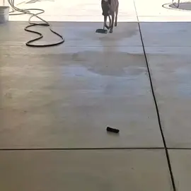 #dog #fyp #fyppppppppppppppppppppppp 