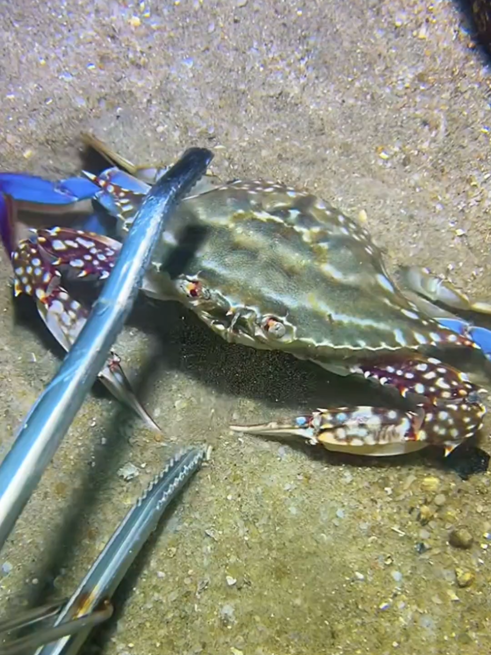 #diving #crab #catchthesea #seaside #seafood 