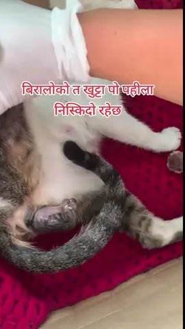 #creatorsearchinsights #foryoupage #fyp #tiktoknepal🇳🇵 #public aaja mero biralo sutkeri vako xa❤️❤️❤️well come kitty❤️