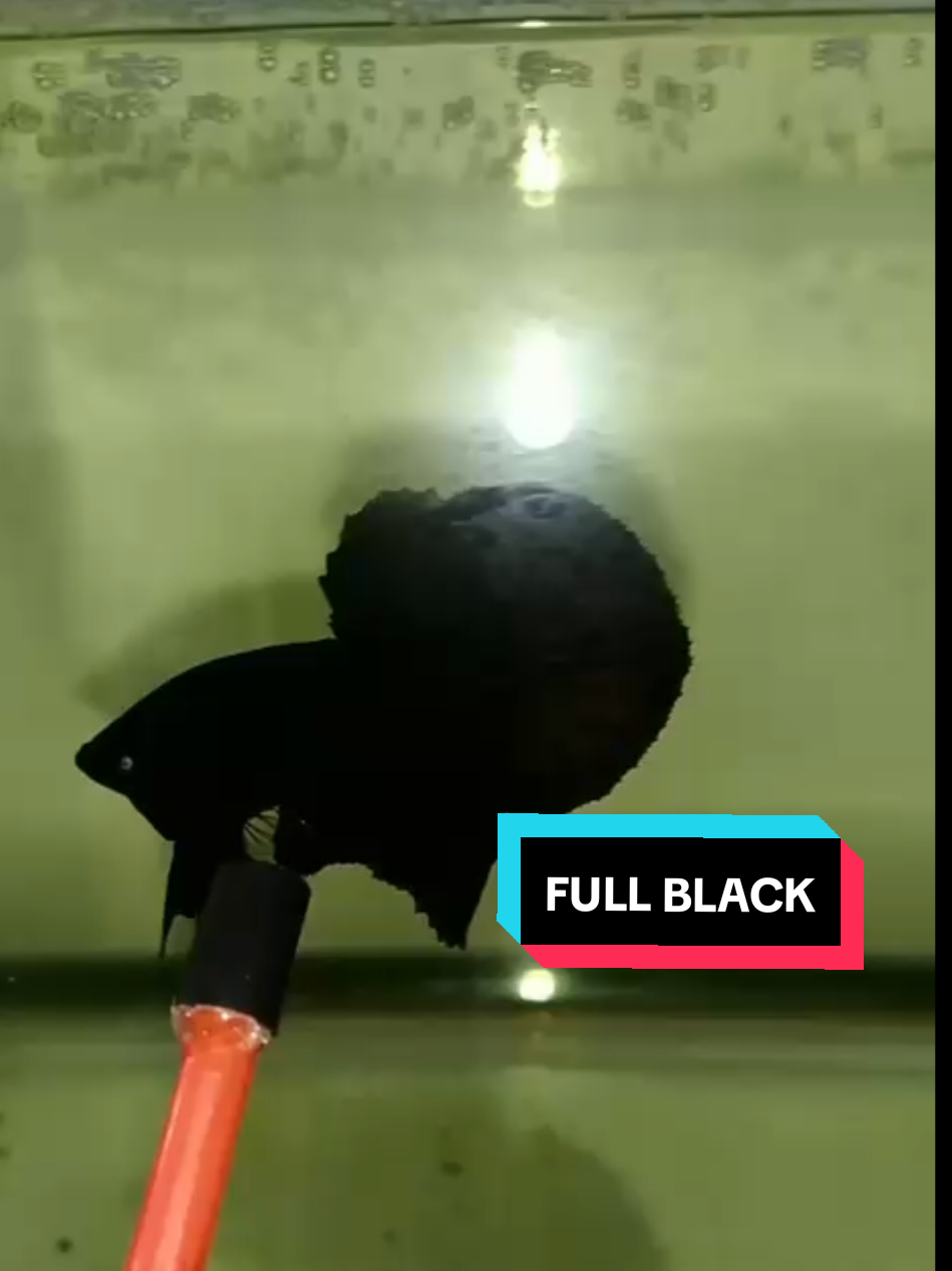 FULL BLACK #cupanghiasindonesia #bettafish #fullblack#ikancupang #cupang 