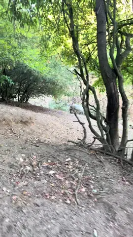 #plotthoundbulgaria #hobby #plotthound #hunting #wildboar 