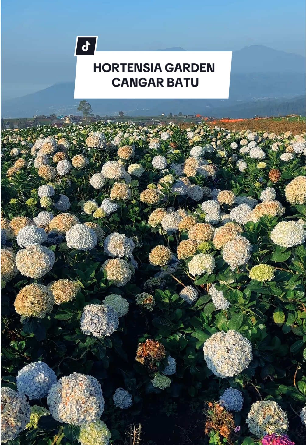Hortensia garden, a flowers paradise in Batu. This place offers stunning natural views! 🍃🌸😍 📍Brakseng, Sumber Brantas, Bumiaji, Kota Batu 💰 HTM : Kebun Bunga 10K + Wisata Brakseng 5K #hortensia #bungahortensia #cangarbatu #wisatabatumalang #malang24jam 