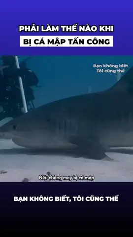 Phải làm gì khi bị cá mập tấn công #kienthuc #review #khampha #xuhuong
