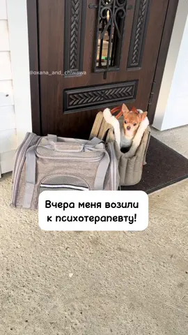 Для всех новеньких подписчиков история одного из наших котиков. Старенькие, думаю, ещё раз посмотрят и вспомнят то время, когда мы ходили с Бонитой кормить котика, который жил на мусорке и как потом он пришел к нам и остался. 