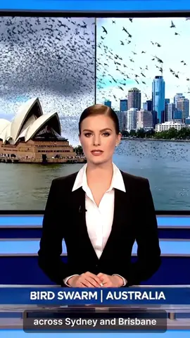 That’s alot of birds 😱 Did anyone else see? #birds #swarm #brisbane #sydney #australia 