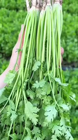 🌱เมล็ดพันธุ์ผักซี 4000 เมล็ดห่อใหญ่ อัตรางอกสูงโตไว ให้ผลผลิตเร็ว เก็บกินเก็บขายคุ้มสุดๆ☘️ #เมล็ดผักซอง #เมล็ดผักซี #ผักซี 