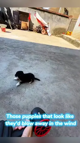 Funny animals 🤣 #pet #cat #dog #cute #animals #foryou #typ