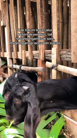 #peternakkambing #sobatngaret #fyp #fypage 