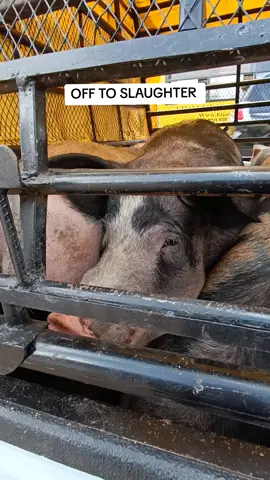 🚨 Farmers, we know the market can be tough right now… but don’t stress! 💪 ✅ We are BUYING BACONERS from farmers. 👉 If you have ready pigs and you’re struggling with the market, reach out to us today. Let’s keep farming profitable together! 🐖💯 #PigFarming #Baconers #FarmersSupport #PigMarket #farmplus 