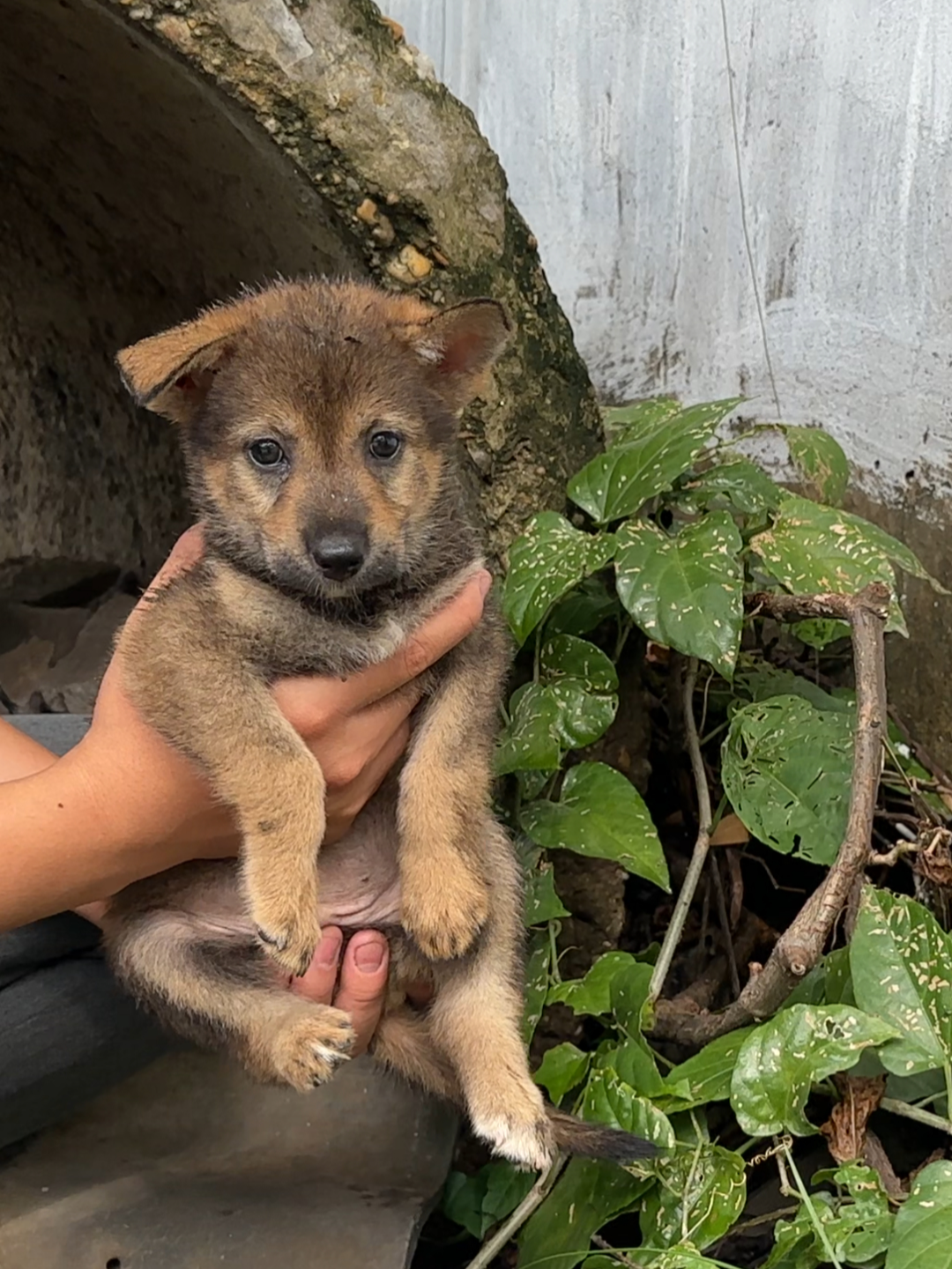 When I went to my neighbor's house to play, I accidentally saw this poor dog wandering on the street looking for food, and I decided to adopt him.#rescue #rescueanimals #rescuepuppy #fyp #animals #puppy