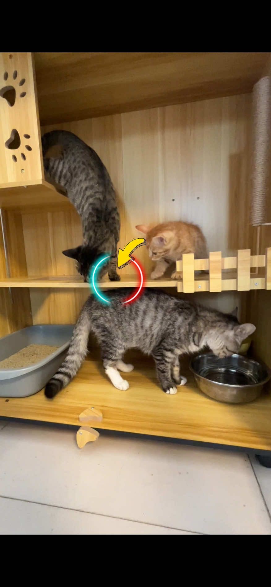 以後外面的浪浪們就有溫暖木屋可以住哩😺 #周湯湯 #tiktok #真誠才是必殺技 #貓 #cat 