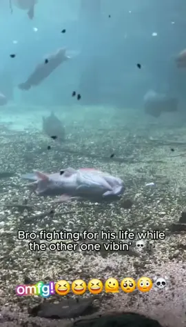 shouldn't have laughed so hard at this....but. .🤣🤣🤣☠️☠️  #omg #fish #fishindistress #funnycarefreefish #oceanlife 