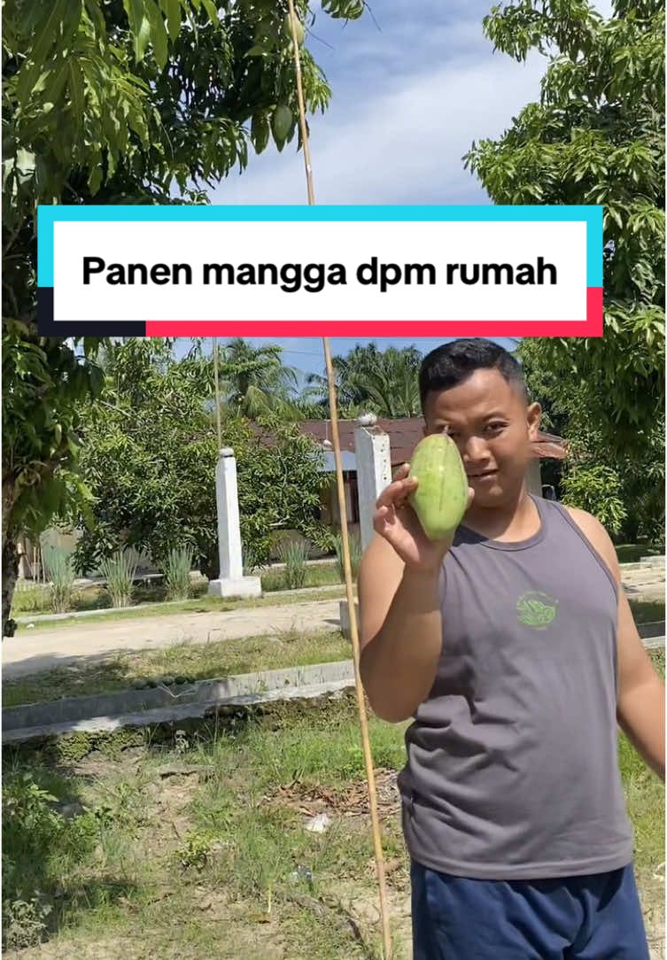 Tiba2 panen mangga depan rumah wkwkw #fyp #fy #pasutri #panen #mangga 