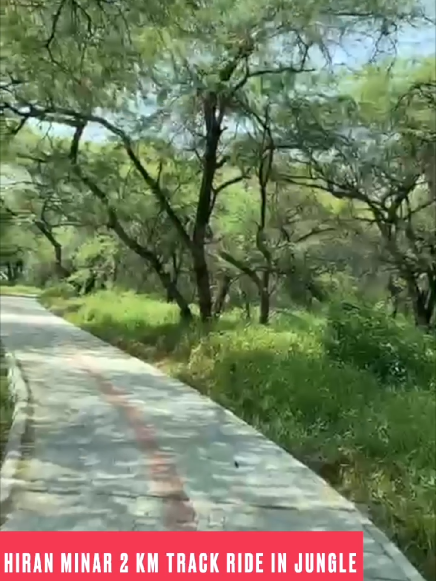 Adventure Awaits at Hiran Minar!  Enjoy a thrilling 2 KM Track Ride through the jungle.