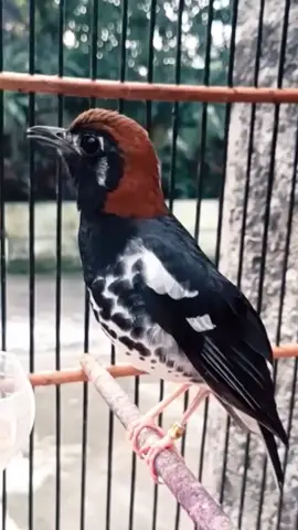 Anis kembang gacor ngemplong pancingan khusus anis kembang lepas trotol pembangkit birahi. #pancingananiskembang #aniskembanggacor