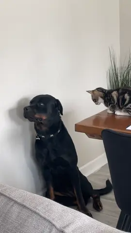 Big scary Rottweiler terrified 🤣🤣🤣🤣 #fyp #rottweiler #cat 