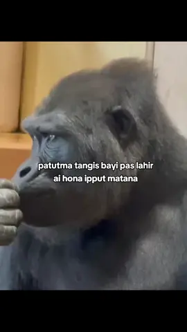 haru iba molo tarjuluk tangis lamma bayi