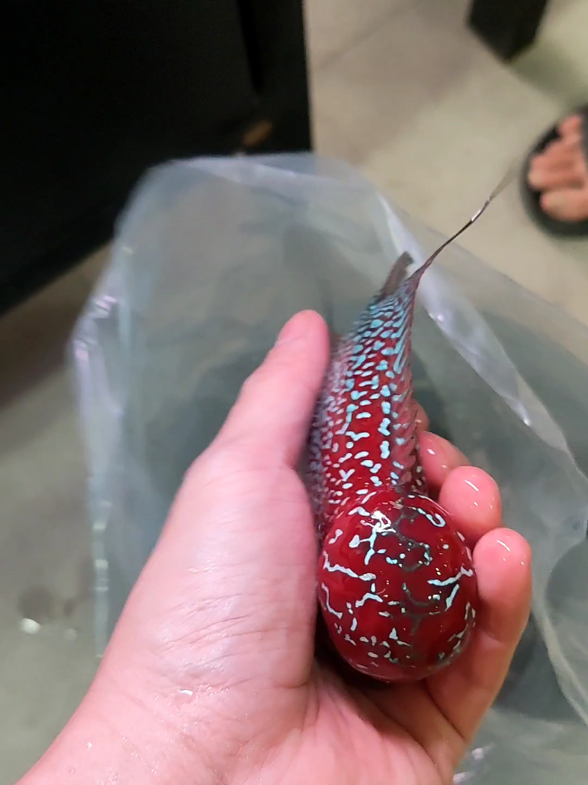 hayoo jgn sampai ketinggalan yang bagus2. hahah #louhan #flowerhorn #kwanlouhan #vietnam 