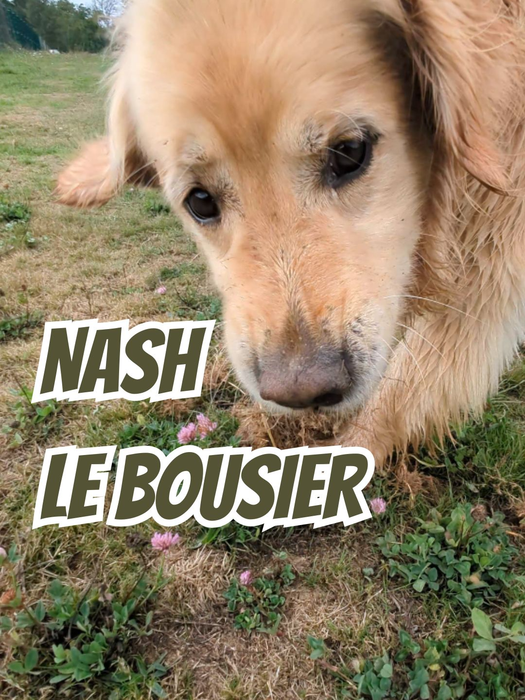 Mais pourquoi tu creuses ?! #chien #goldenretriever #humour