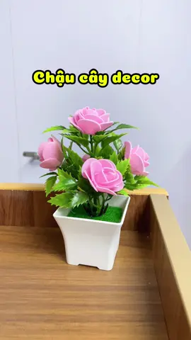 Cây xinh lại hạt dẻ cho mấy bà đây #caydecor #caynhua #caygia #chauhoadeban #chaucaymini 