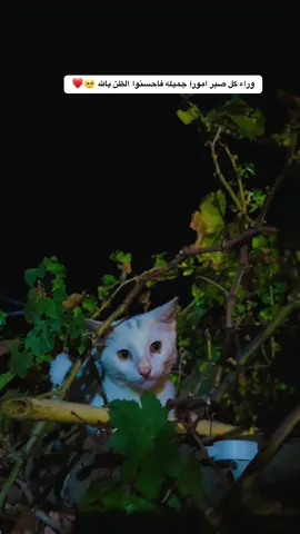 #جزء99 #انستااz_eb0 #تصوري_احترافي_الاجواء👌🏻🕊😴 #لايك_متابعه_اكسبلور_لو_عجبكم🙂 #عباراتكم_الفخمه📿📌 #تصويري📸 