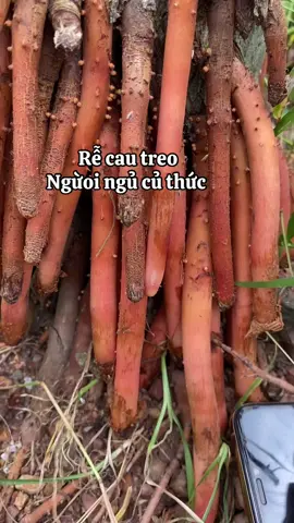 #thaoduocnguyenanh #viral #bothantrangduong #recautreo #xuhuong 