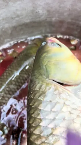 Cá ngon hết trong phút mốt 🤪 #laocai #conca #xuhuong #taybac #chovungcao 