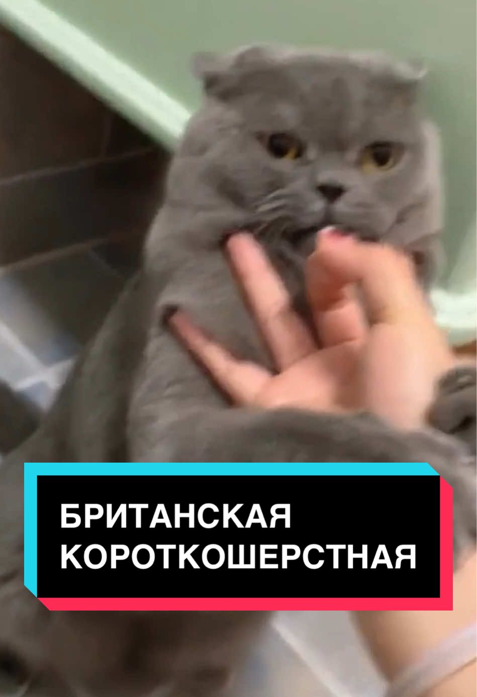 Британская короткошерстная — круглая мордочка и плюшевое спокойствие в лапках. #британскаякороткошерстная #кот #факты 
