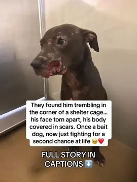 When rescuers first saw him, he was huddled in the corner of a cold shelter cage 💔. His face was shredded, his body covered in scars, and his eyes told the story of every battle he never chose to fight. He didn’t bark. He didn’t growl. He just shook in silence. They named him Bruno.  Bruno had been used as a bait dog in an underground ring 😡. His purpose? To be ripped apart, to be the victim. He was never meant to survive. But when a volunteer reached through the bars, Bruno leaned forward… and pressed his broken face against their hand. It was his way of saying, “I still want to live.” 🙏 At the animal hospital, the prognosis was grim. His wounds were deep, his joints swollen, infections spreading. The vet whispered: “It’s going to take a miracle.” That miracle started with care, patience, and one addition to his meals: TAILY COLLAGEN 🍲✨. That’s when the change began.  🧬 His open wounds began to close faster.  🐕 His bald patches filled in with soft new fur.  💪 His frail muscles started rebuilding.  🧊 The swelling in his joints finally eased.  And one morning… Bruno wagged his tail for the first time. From then on, Bruno’s healing wasn’t just physical. He began walking again. Playing again. Trusting again 🥹. The dog who once trembled in silence now leaned into volunteers, craving love he’d been denied his whole life. Then came the moment that changed everything. A family arrived at the shelter. They sat quietly, waiting. Bruno sniffed, circled slowly, and then climbed into their laps. For the first time, he felt safe enough to choose love 💞. Today, Bruno’s life is unrecognizable.  ☀️ He runs free in his own backyard.  🎾 He guards a pile of toys proudly.  🛋️ He sleeps curled up on the couch, not the corner of a cage.  And every night, his new mom kisses the scars on his face and calls him her “beautiful boy.” 💖 The scars remain, but now they’re proof of survival. And the secret behind his transformation? TAILY COLLAGEN.  👉 It didn’t just speed up his healing. It gave him the second chance he always deserved. 🐾 The same collagen that rebuilt Bruno is available now on Amazon.  ✅ Vet-trusted. Rescue-proven. Bruno approved.  📦 🛒 [Taily Collagen – available on Amazon now!] #digsoftiktok #doglover #dog #animalrescue #dogrescue 