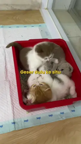 Nyenyak kali lah yang tidur itu😀 Available kittens BSH. #kitten #bsh #adopbermahar #