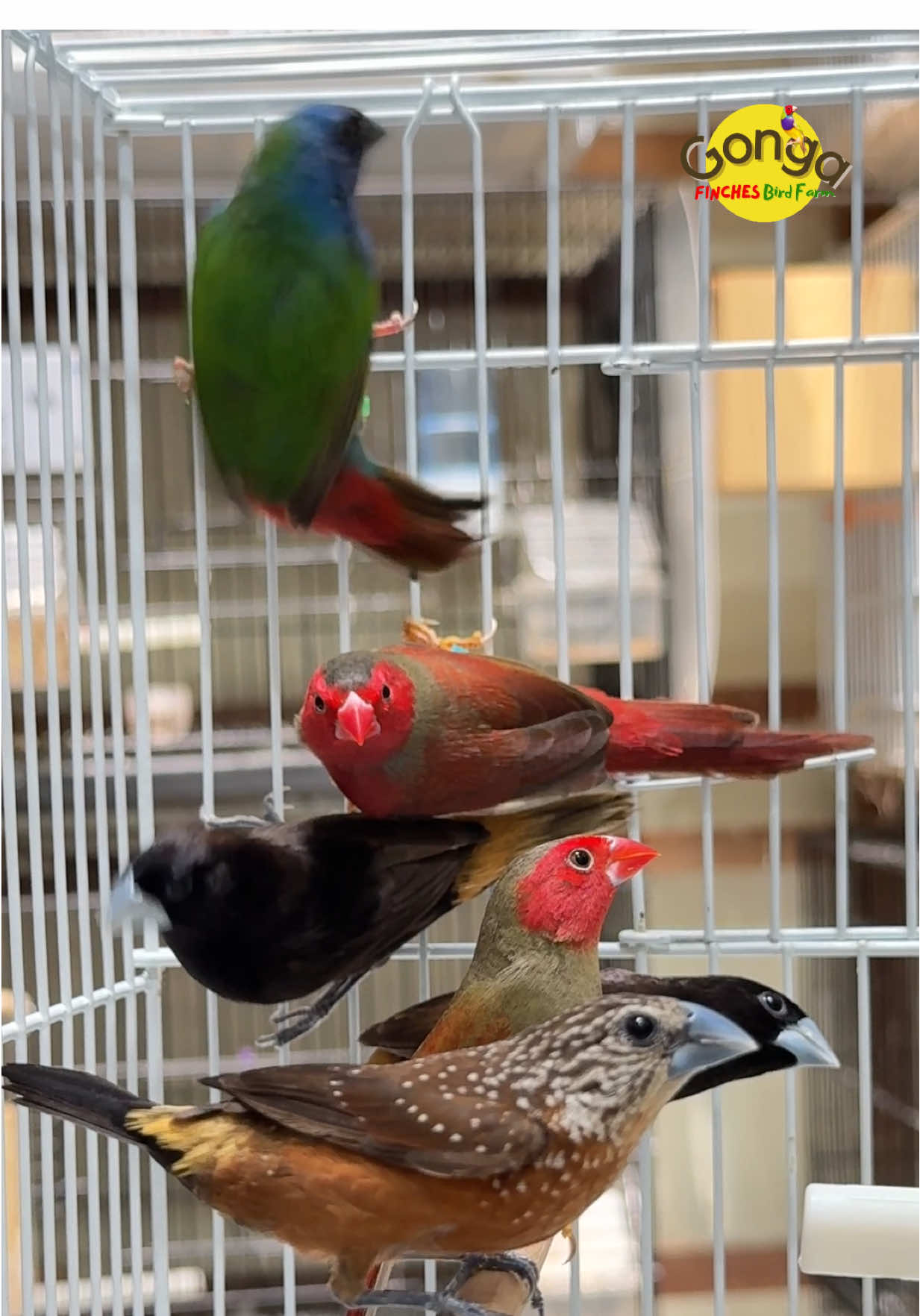 heeebookh 😂 #finchnusantara #burungfinch #empritnusantara #crimson #stygia 