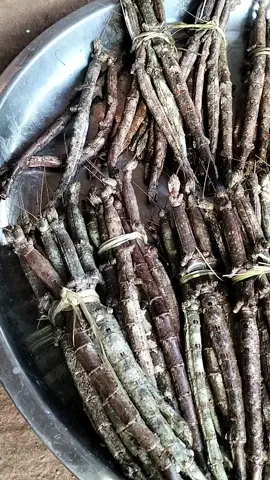 #ตั๊กแตนกิ่งไม้พร้อมส่งจ้า #เน้นว่ารับประทานเฉพาะบางพื้นที่เท่านั้นเด้อจ้าบางพื้นที่เพิ่นกะบ่กิน #ทอดกรอบๆกินเล่นเพลินเลยค่ะ 