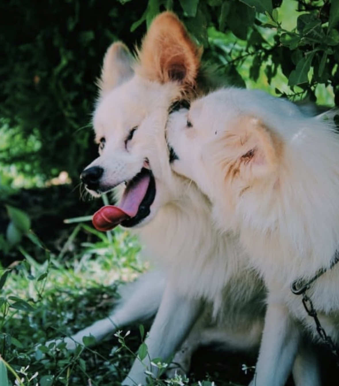 We are slowly getting there 🫣 He said let’s go with Trip ndio ata yeye ajienjoy 😂😂 His suggestion 