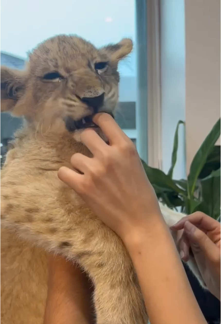 feline cubs🥰they are adorable!!#cat #funnyanimals#animals #funny #cute #pet #fyp 