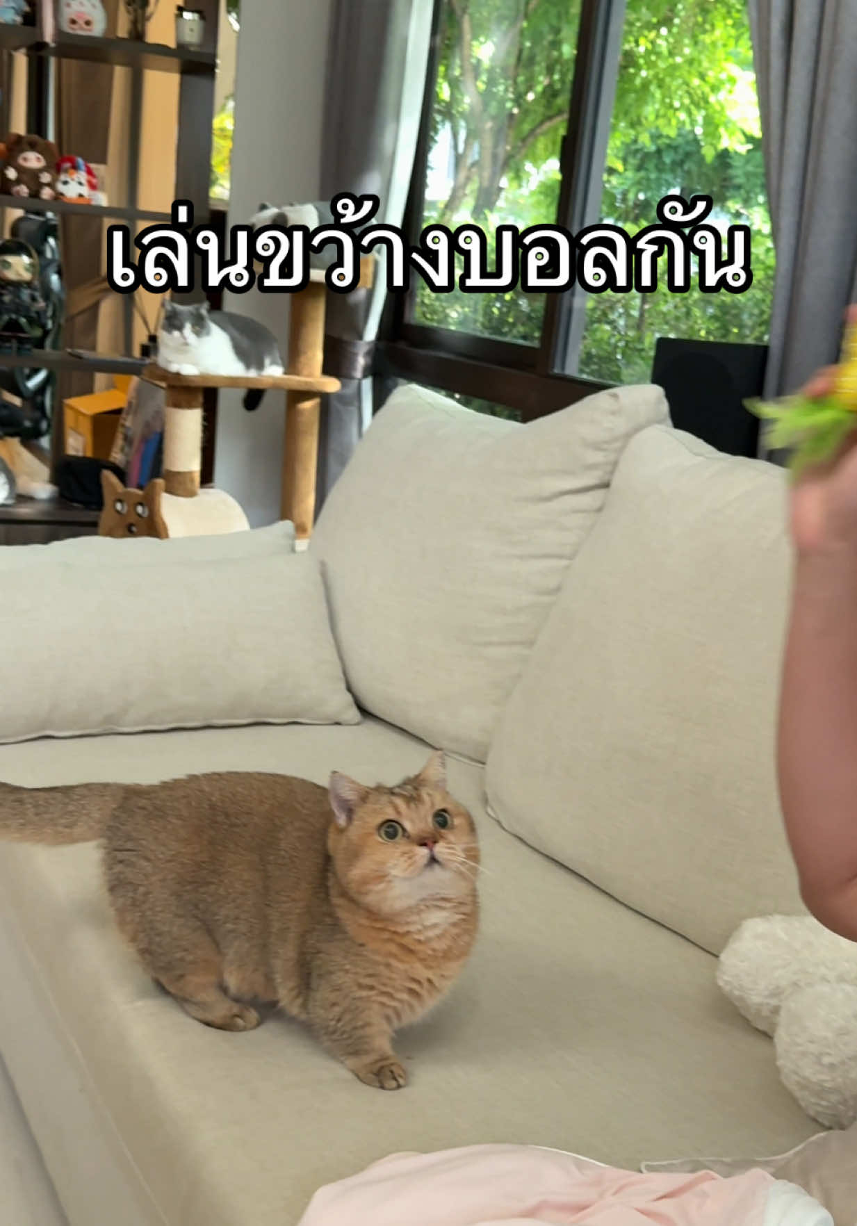 เล่นขว้างบอลกับพี่หมอน #หมอนทองแมวน้ำ #แมวขาสั้น #แมว #แมวน่ารัก #ทาสแมว 