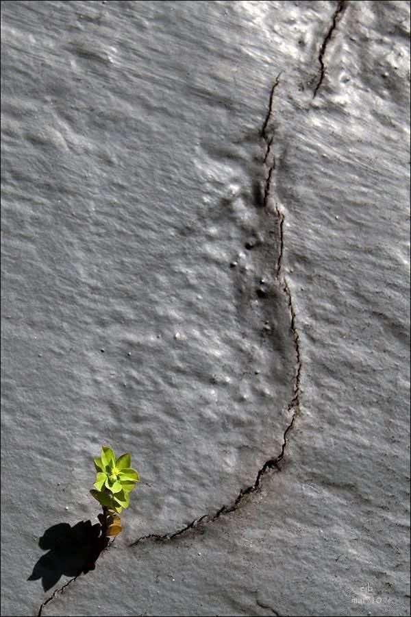 قناة التلكرام بالوصف #سيد_رحمن_الحسيني 