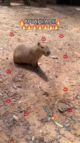 +1Cabypara cutee streak🔥🔥🔥🔥 #VinWonders #GreenCreator #dulich #vinpearlsafariphuquoc #chuoi 