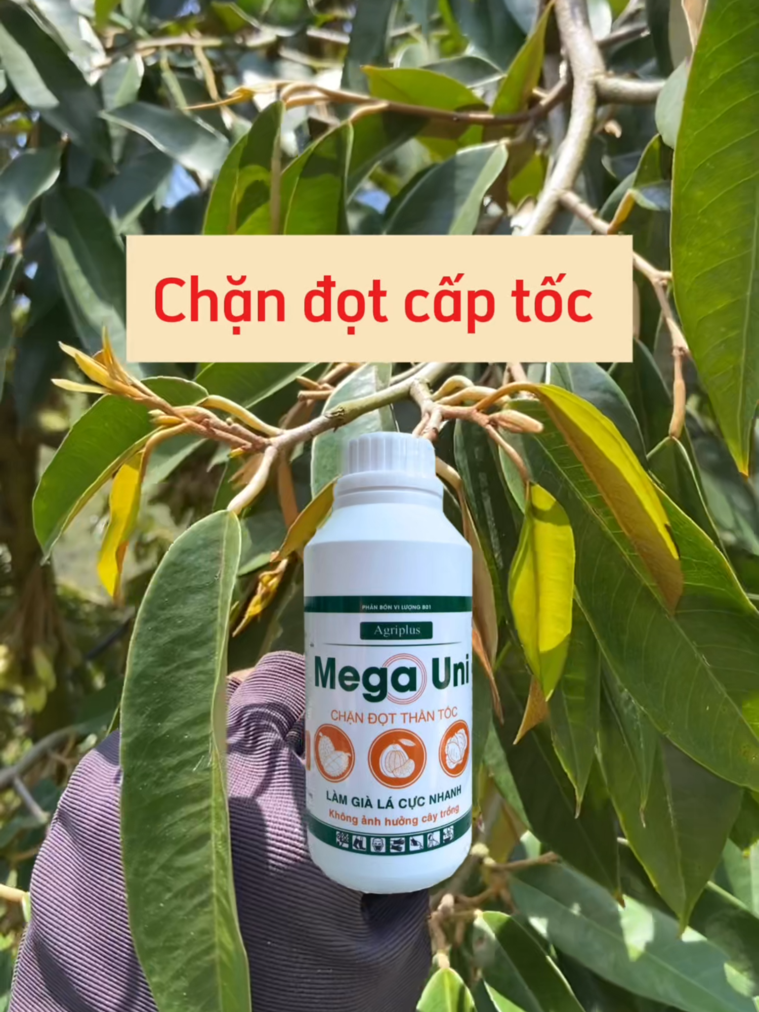 1 trong những lý do nhiều bà con tin dùng mega uni để chặn đọt #Saurieng #Karimon #chandotsaurieng