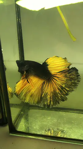 #ปลากัดสวยงามสัตว์น้ําประจําชาติไทย 🐟🥰