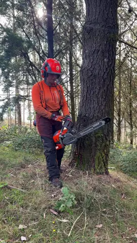 Probamos la nueva Husqvarna 564 XP Fuel Inject …. Y es brutal! #husqvarna #chainsaw #564XP #fuelinjection #logger 