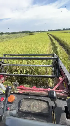 Menye pade toke adak hijo hijo takoh ju 😄#viral #soniclumpur 