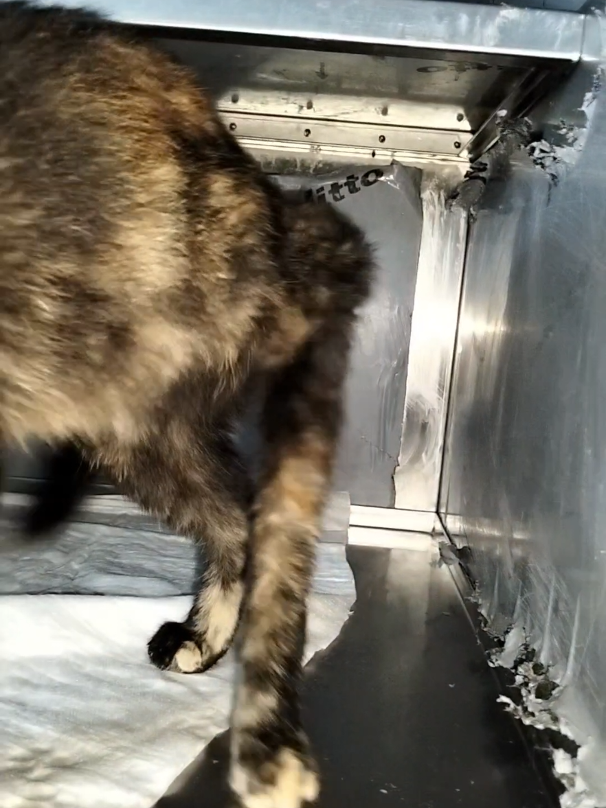 lütfen biri çıksın yuvası olurum desin