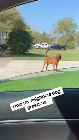 Funny hound dog #funny #funnytiktok #dog #dogsoftiktok #funnydog #dogvideos 