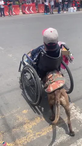 This is why I’m a dog person #dogmom #doglover #doghelp #smartdog#usa 