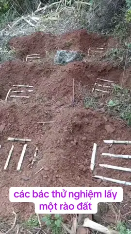 1 Sào Bắc bộ trồng chỉ cần 3 bao co là đủ. Các bác thử giống này xem sao  #giongcochannuoi #channuoi #nongnghiep #giongco #voixanh 