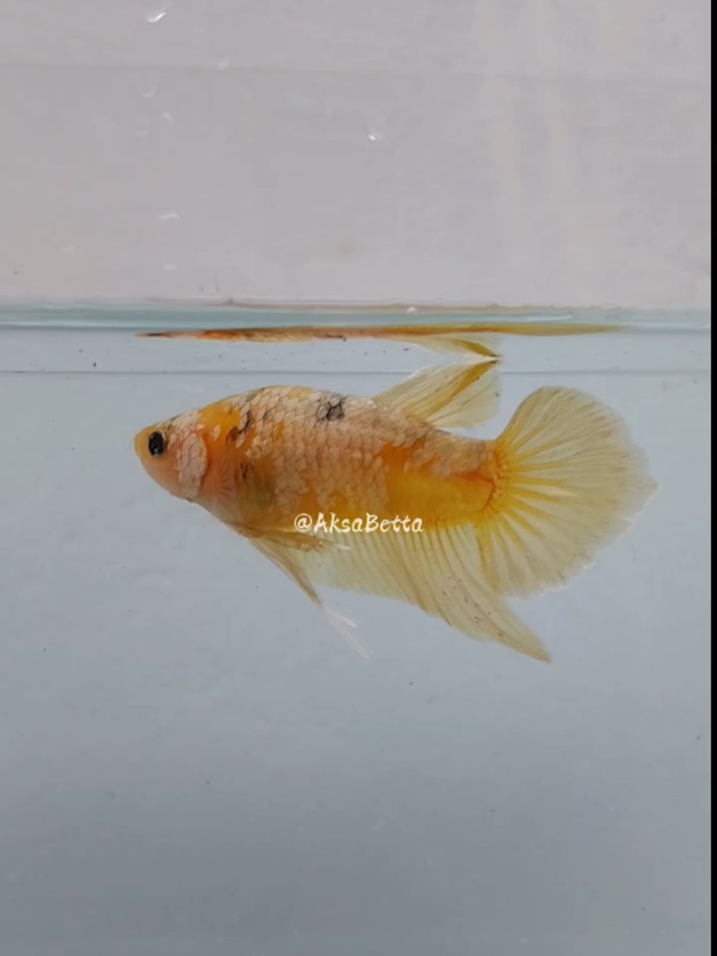 Yellow Gold Galaxy Betta: A fish that shines like the stars #BettaLovers #YellowGoldGalaxy #AquariumVibes