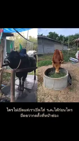 #ขาวสามจังหวัด  #นิลทองลายคชสีห์  #สนามชนโคท่ามิหรํา  #เทรนด์วันนี้  #วัวชนแดนไต้🥀😴 